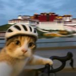 新一的头像-惊鸿博客